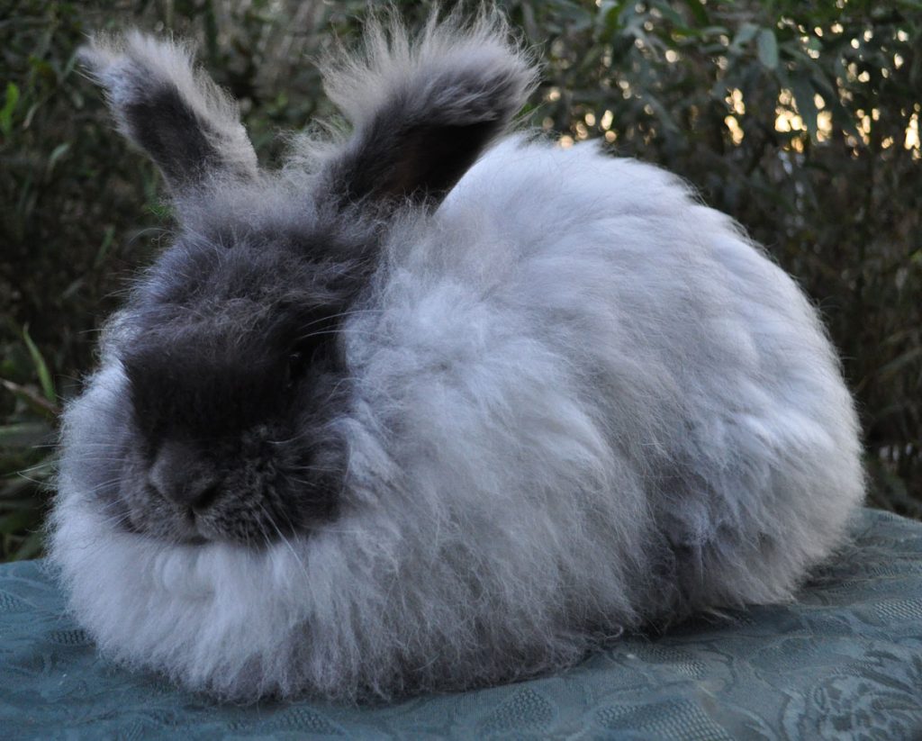 Angora Rabbit for Backyard Farm