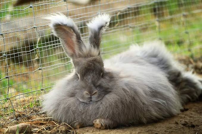 Anggora Rabbit for Backyard Farm