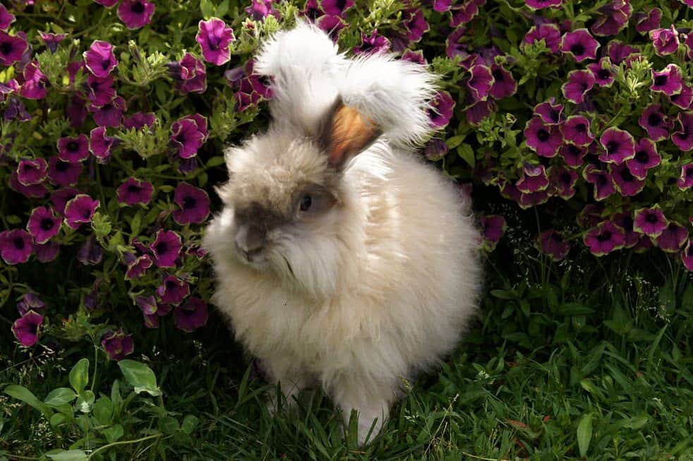 Anggora Rabbit for Backyard Farm
