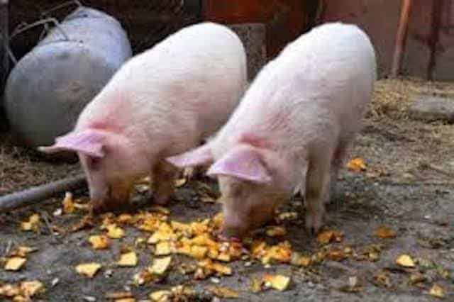 piglet-feeding-guide-for-your-backyard-our-backyard-farm