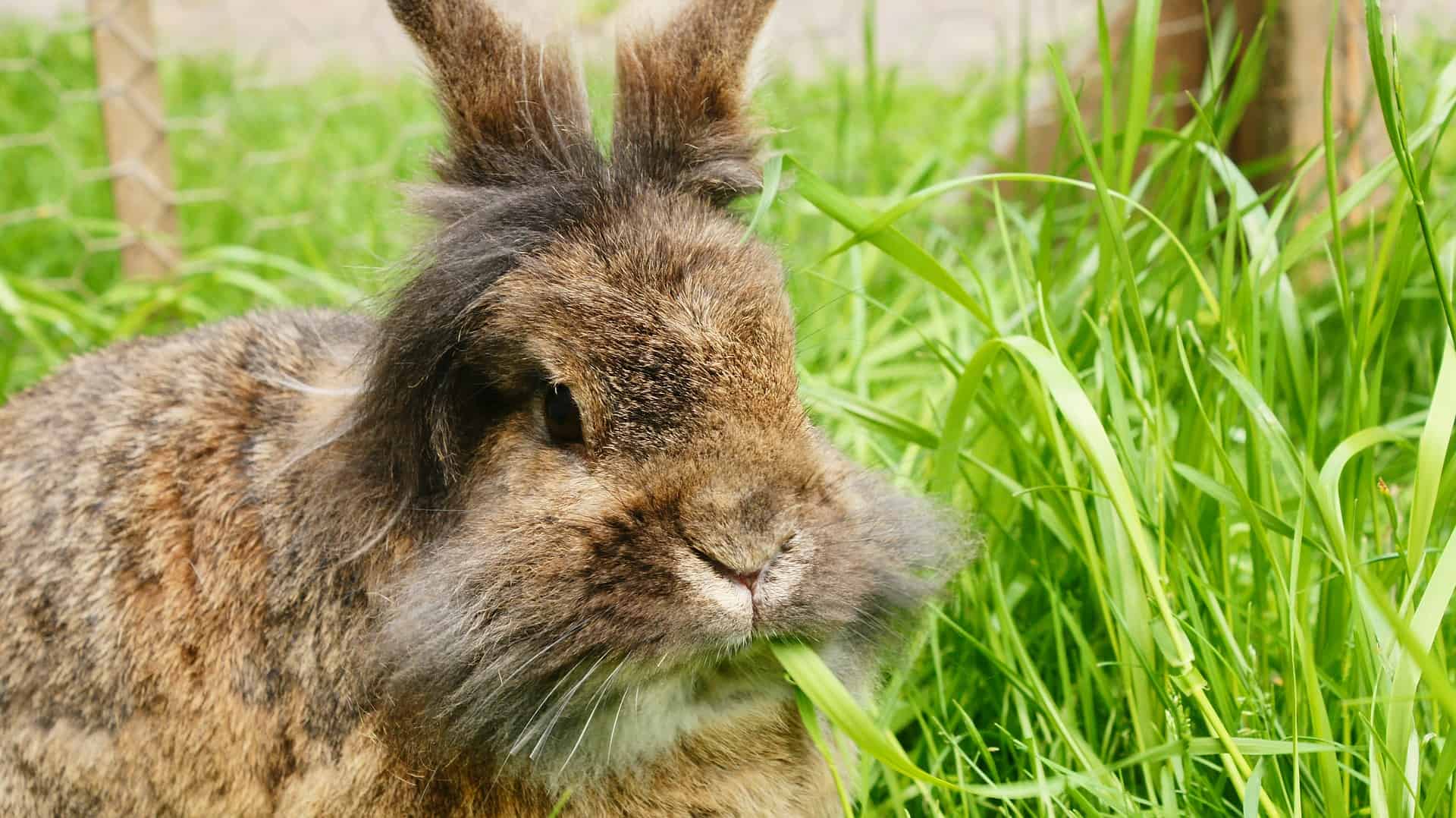 Angora Rabbit For Backyard Farm - Our Backyard Farm