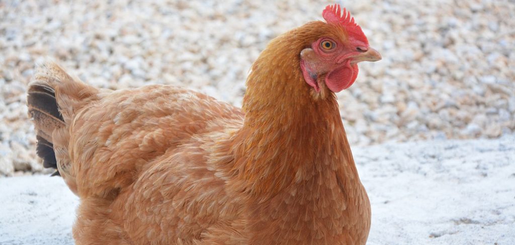 best-egg-laying-chicken