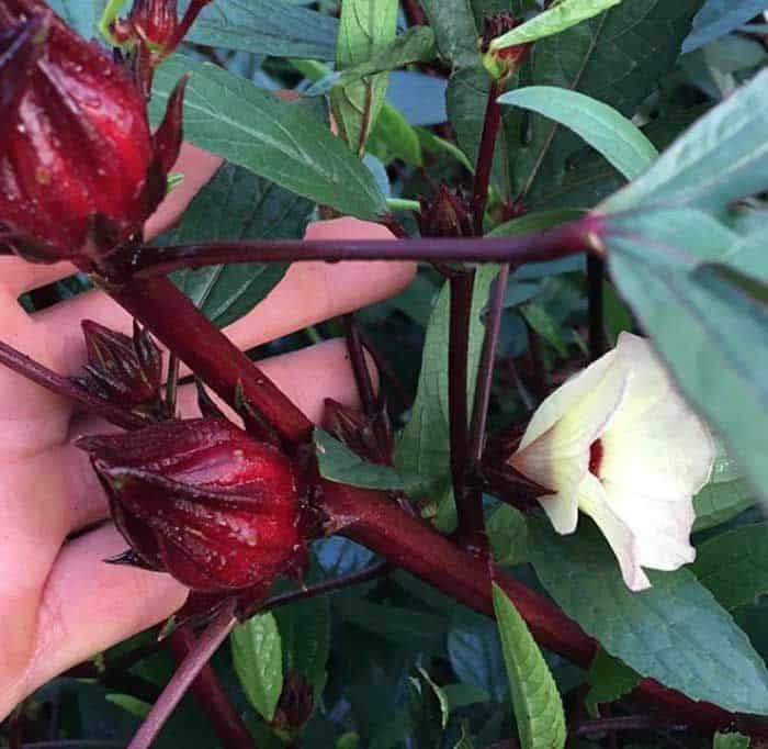 Growing Edible Hibiscus Flower Guide - Our Backyard Farm
