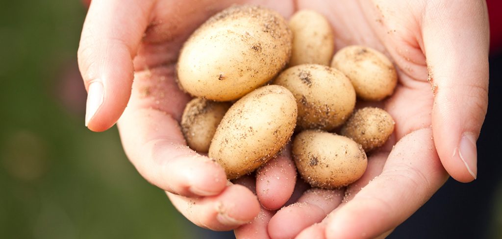 growing-potatoes