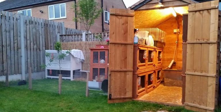 Outdoor Rabbit Space in Your Backyard - Our Backyard Farm