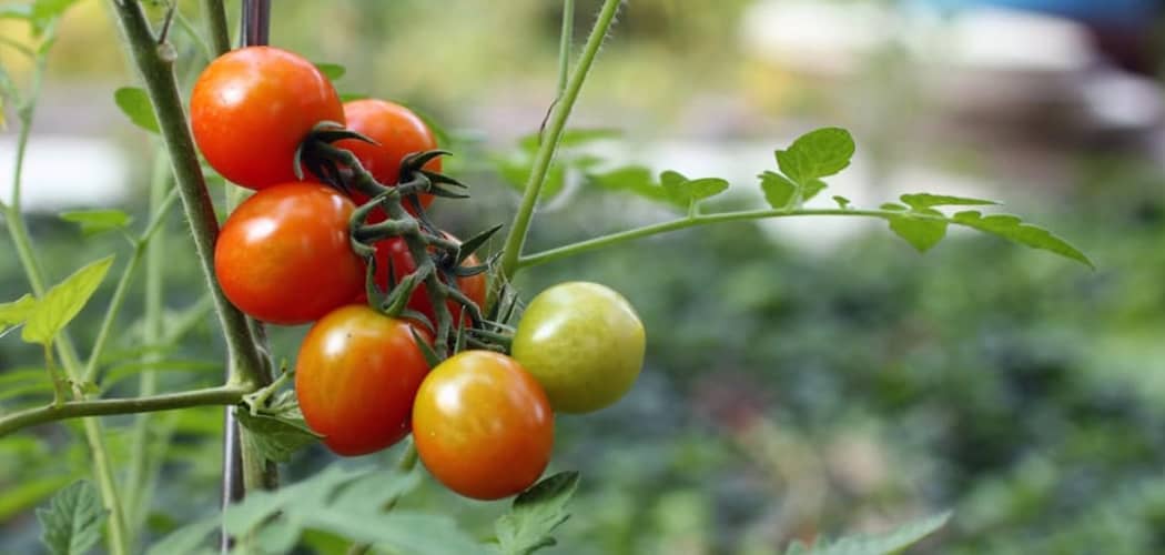 HOW MUCH SUN DO TOMATOES NEED Our Backyard Farm