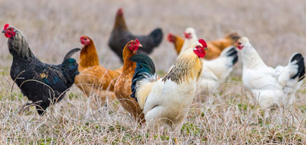 how-to-keep-chickens-quiet-animal-farm-our-backyard-farm