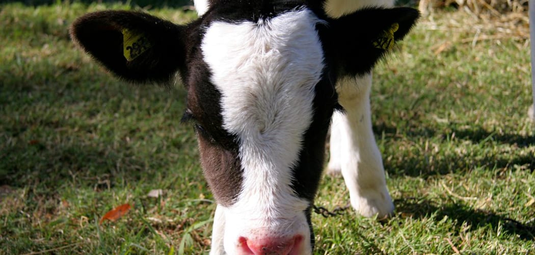 how-to-raise-cows-2-easy-ways-to-profit-our-backyard-farm