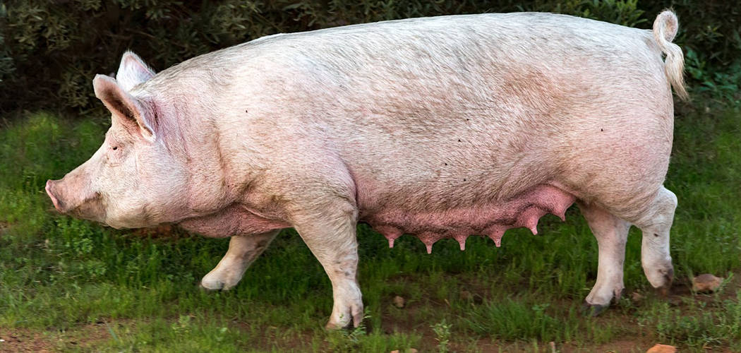 how-to-raise-pigs-you-ll-never-guess-how-our-backyard-farm