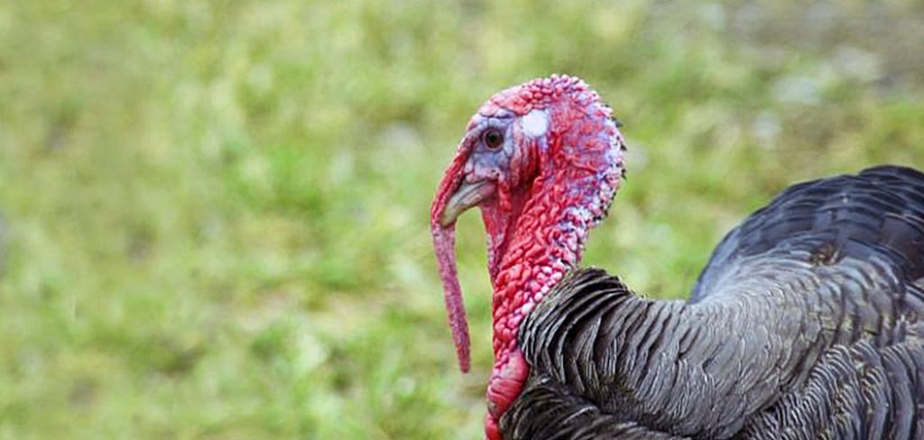 how-to-raise-turkeys