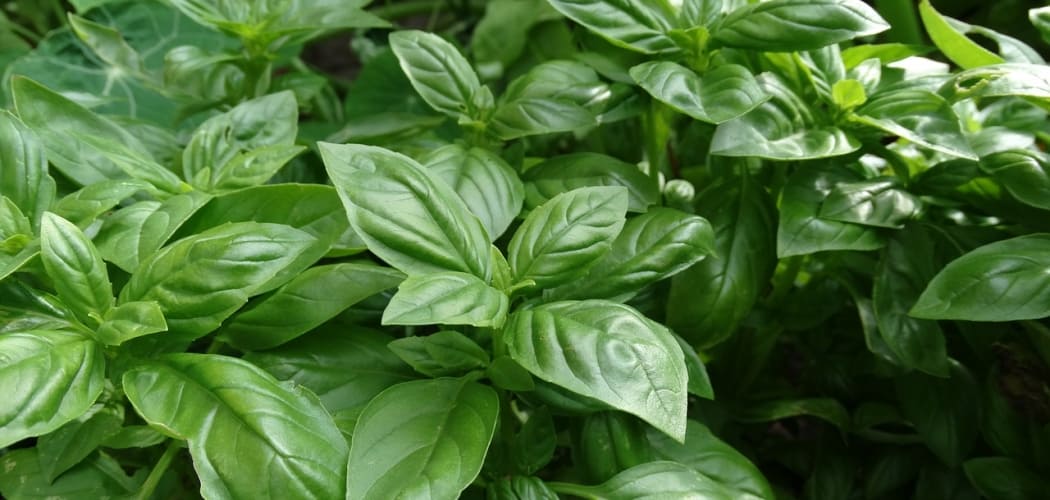 how-to-grow-organic-sweet-basil-in-a-pot-fab-how