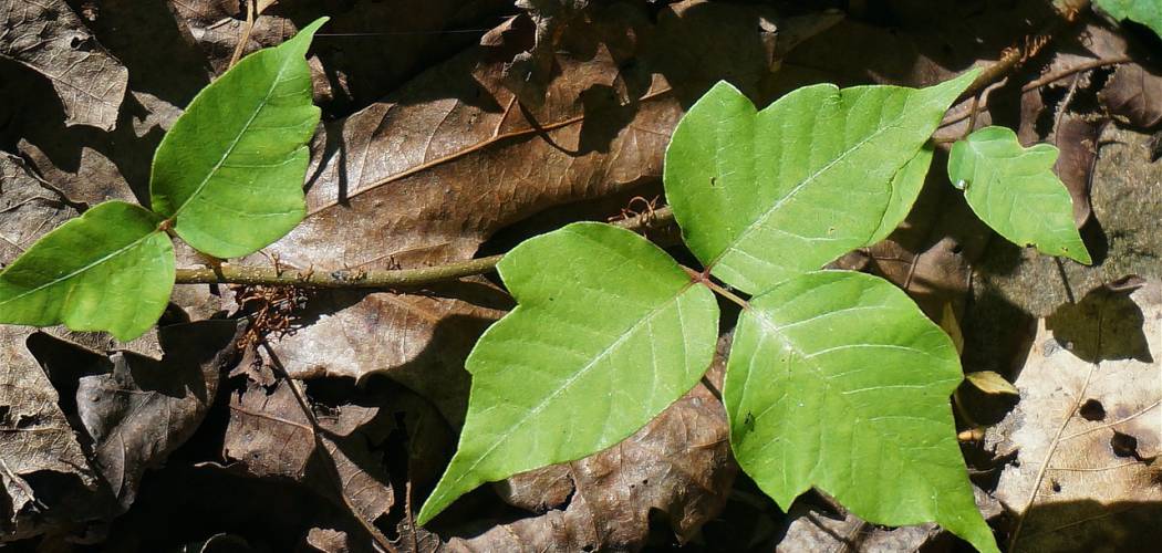 Plants that burn skin. Avoid them! - Our Backyard Farm