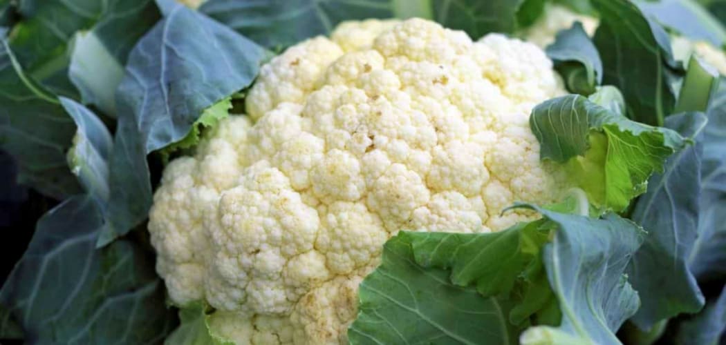 How To Plant Cauliflower 2022 Guide Growing Guide Our Backyard Farm   How To Plant Cauliflower 