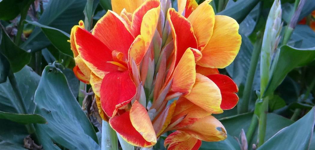 how-to-plant-canna-lily-bulbs-and-take-care-of-them