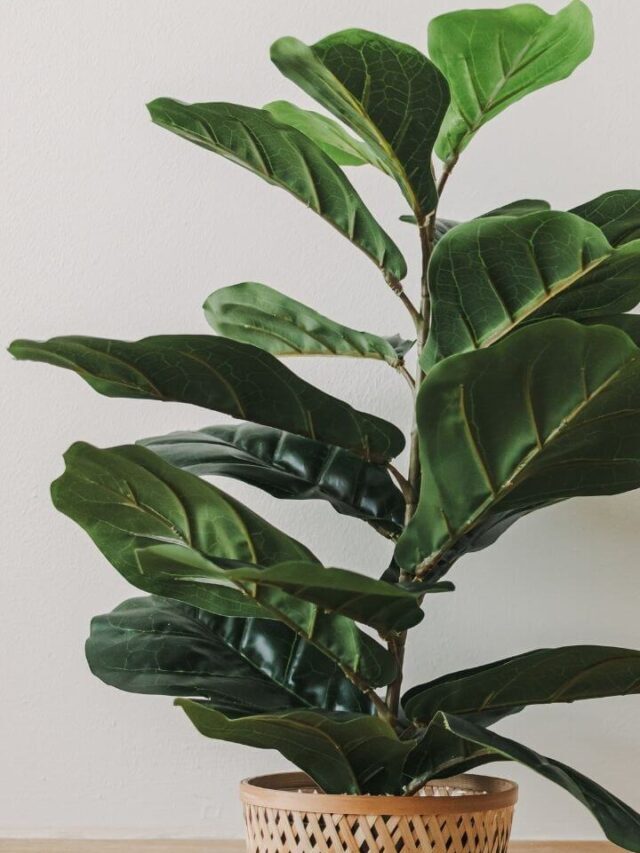 Fiddle-Leaf Fig Trees Growing Guide