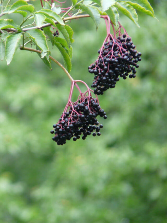Elderberry Shrub Pairs Growing Guide